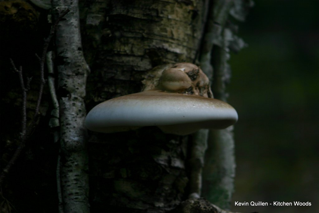 Mushroom in Tree - #4